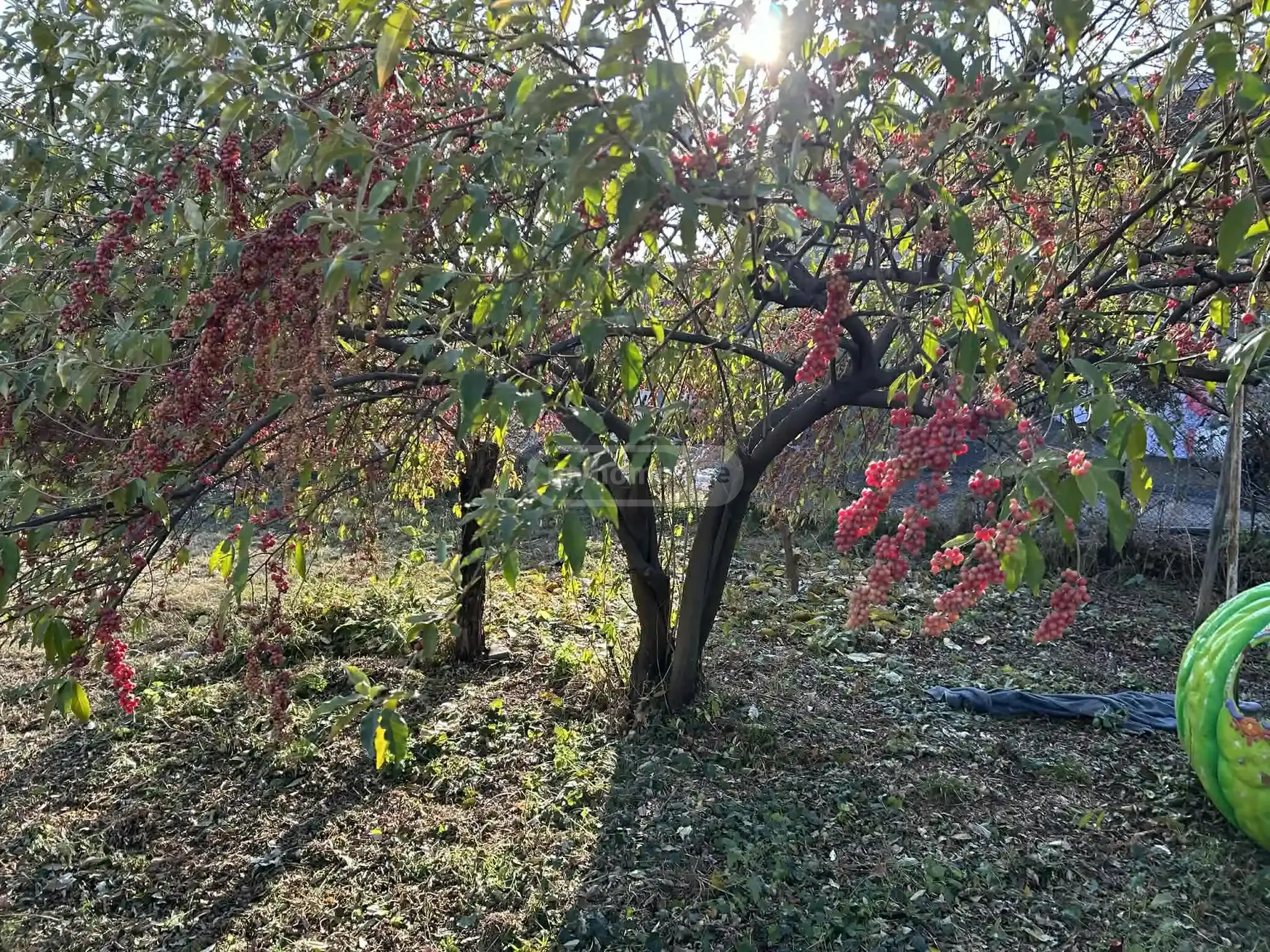 3 Room Private House For Rent In Telavi view 10