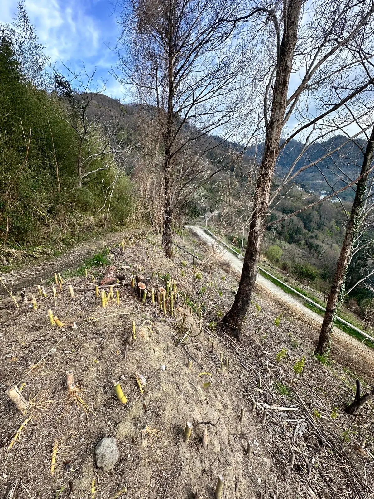 Agricultural Plot For Sale In Gonio, In Khelvachauri Municipality view 10