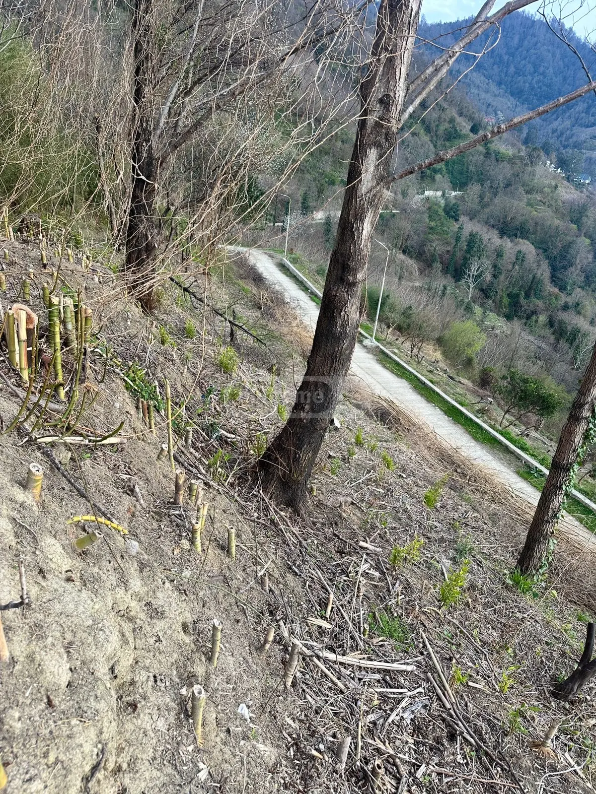 Agricultural Plot For Sale In Gonio, In Khelvachauri Municipality view 11