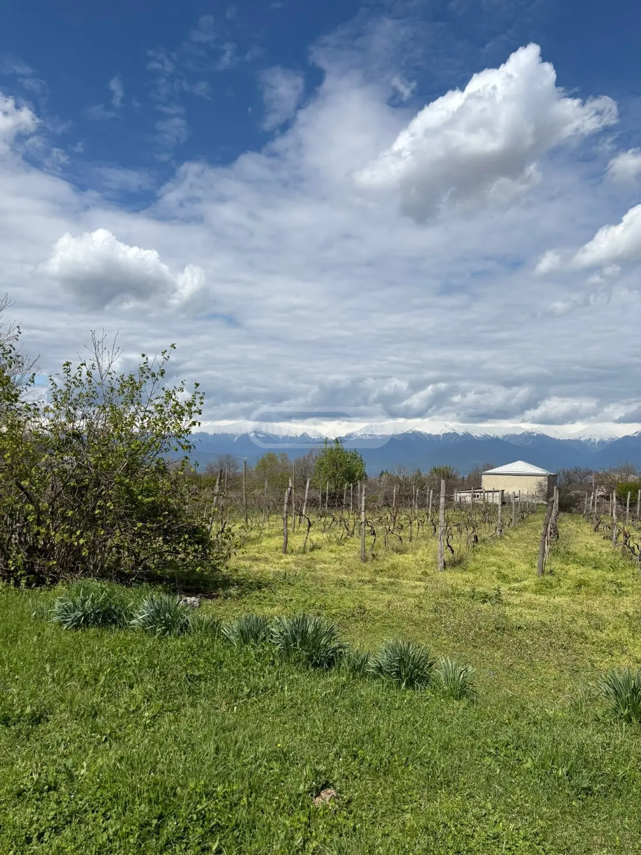 Agricultural Plot For Sale In Ruispiri, In Telavi Municipality view 6