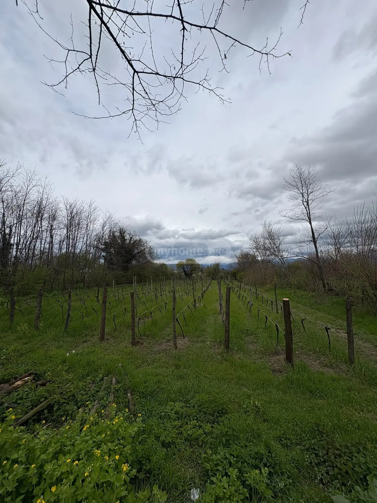 Agricultural Plot For Sale In Ruispiri, In Telavi Municipality view 1
