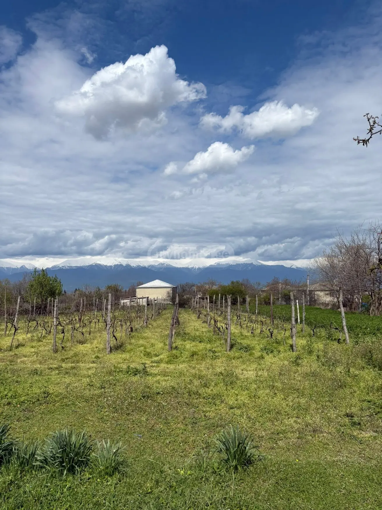 Agricultural Plot For Sale In Ruispiri, In Telavi Municipality view 1