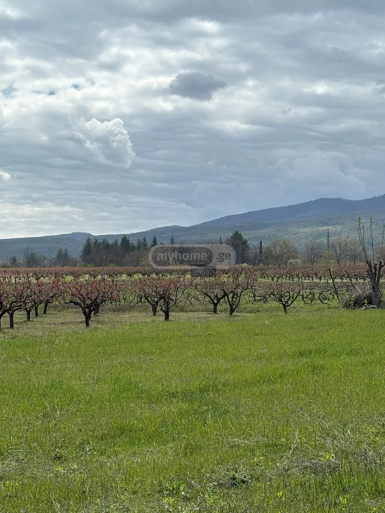Agricultural Plot For Sale In Ruispiri, In Telavi Municipality view 3