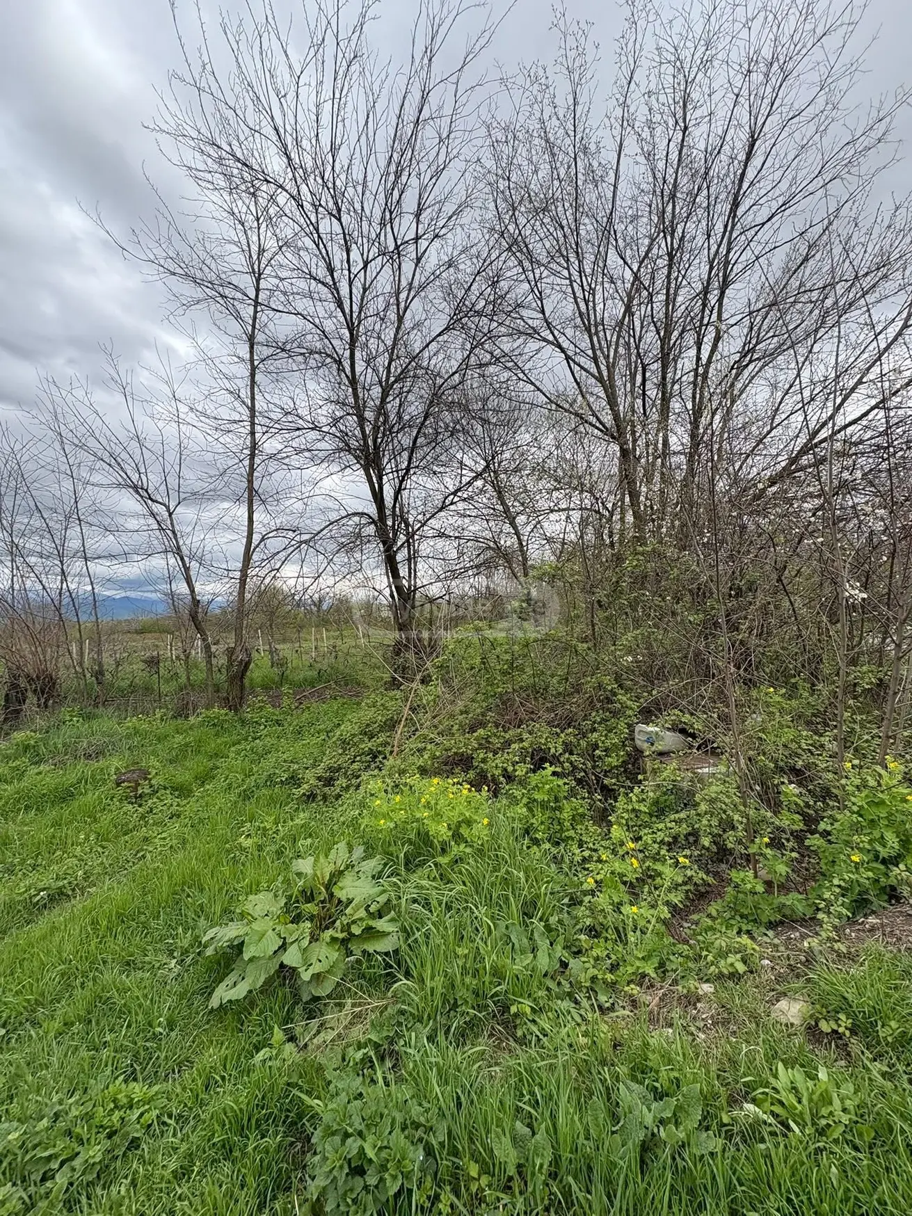 Agricultural Plot For Sale In Ruispiri, In Telavi Municipality view 4