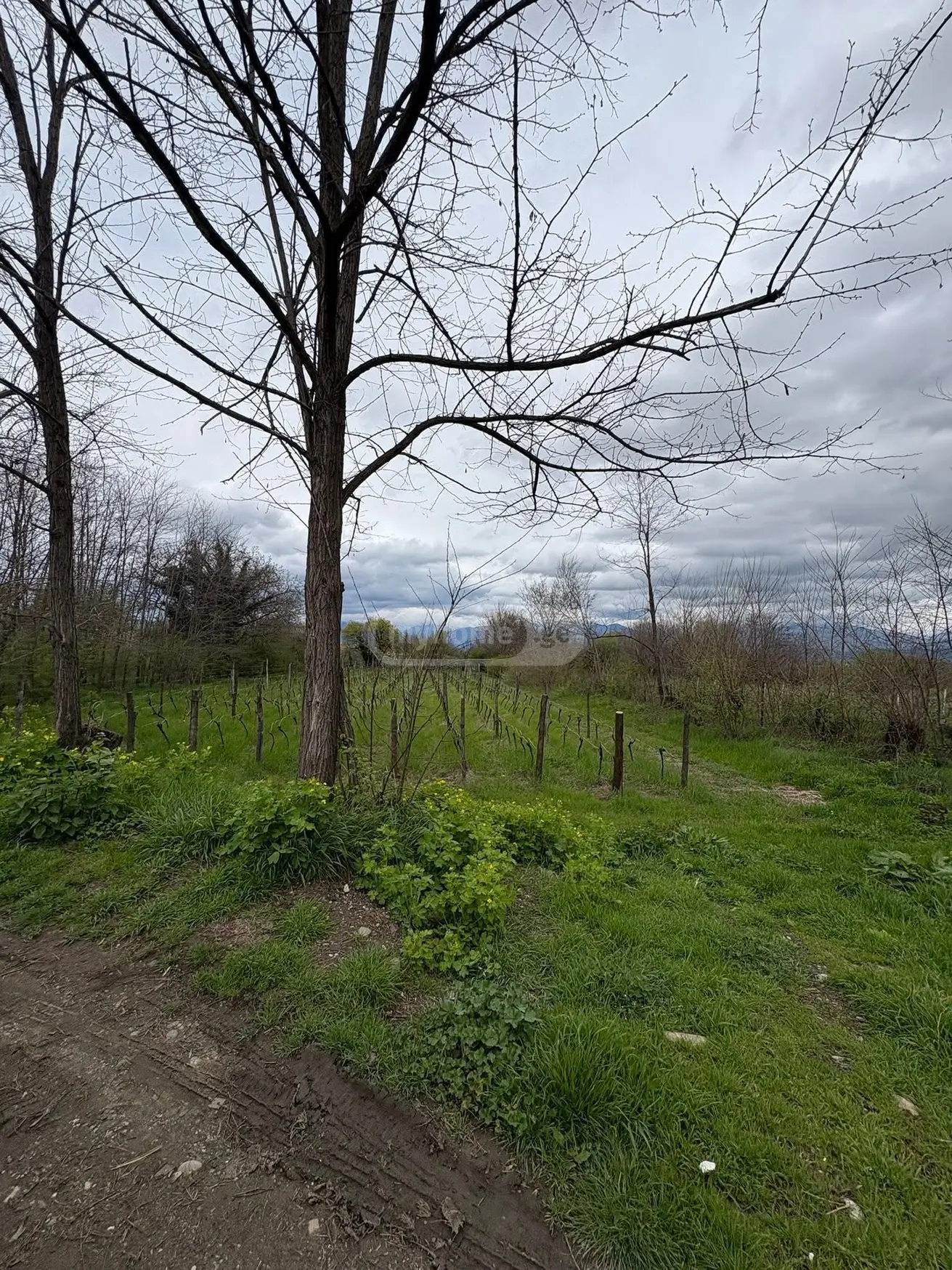 Agricultural Plot For Sale In Ruispiri, In Telavi Municipality view 3