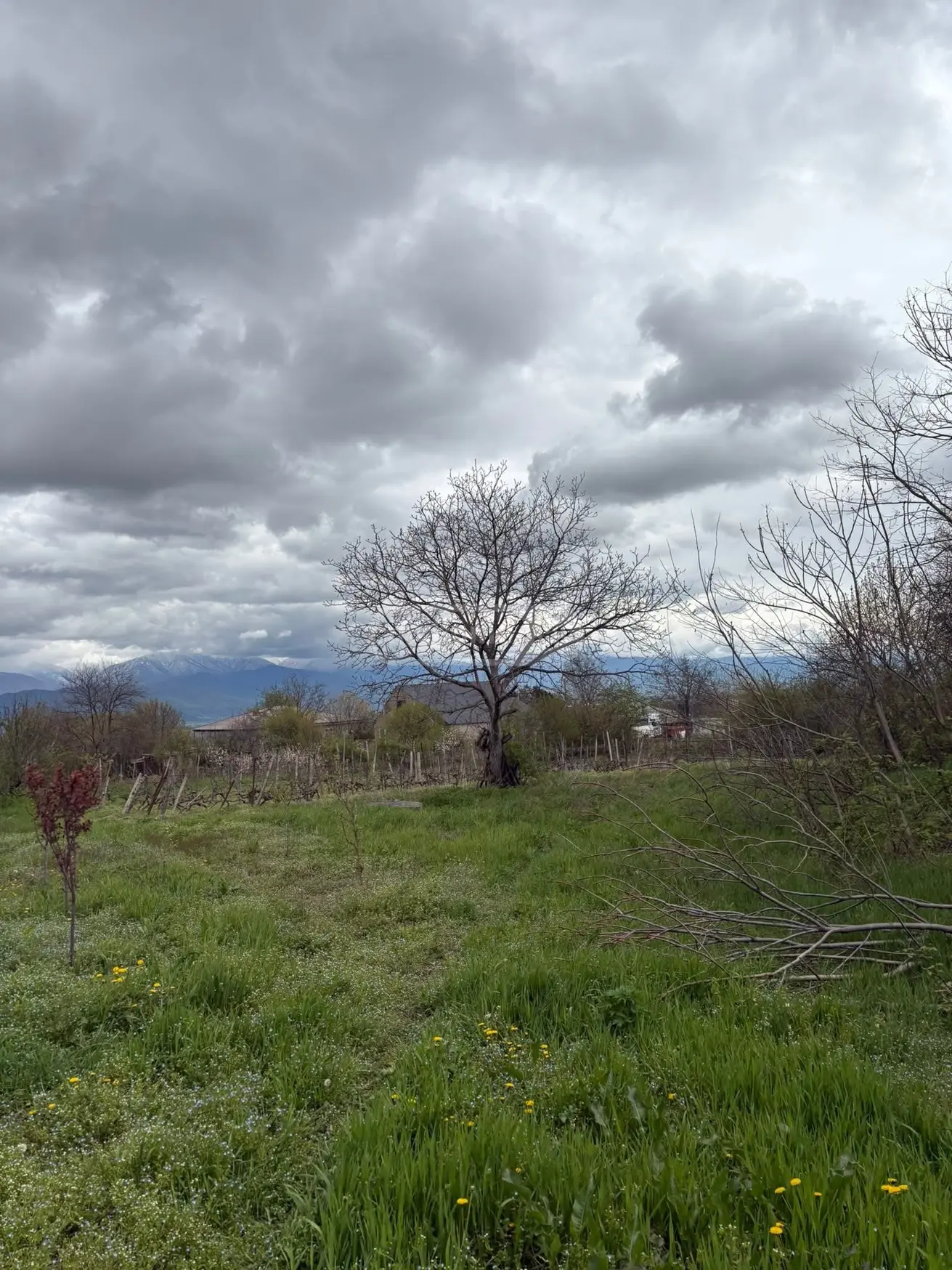 Agricultural Plot For Sale In Vardisubani, In Telavi Municipality view 1