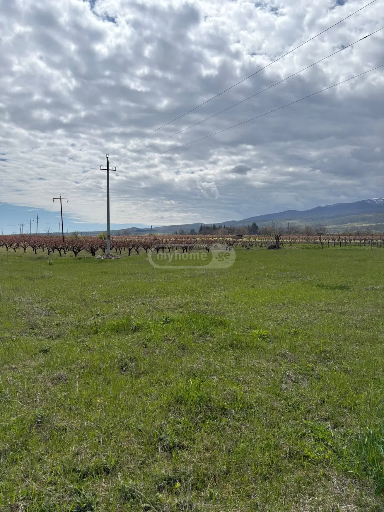 Agricultural Plot For Sale In Ruispiri, In Telavi Municipality view 5
