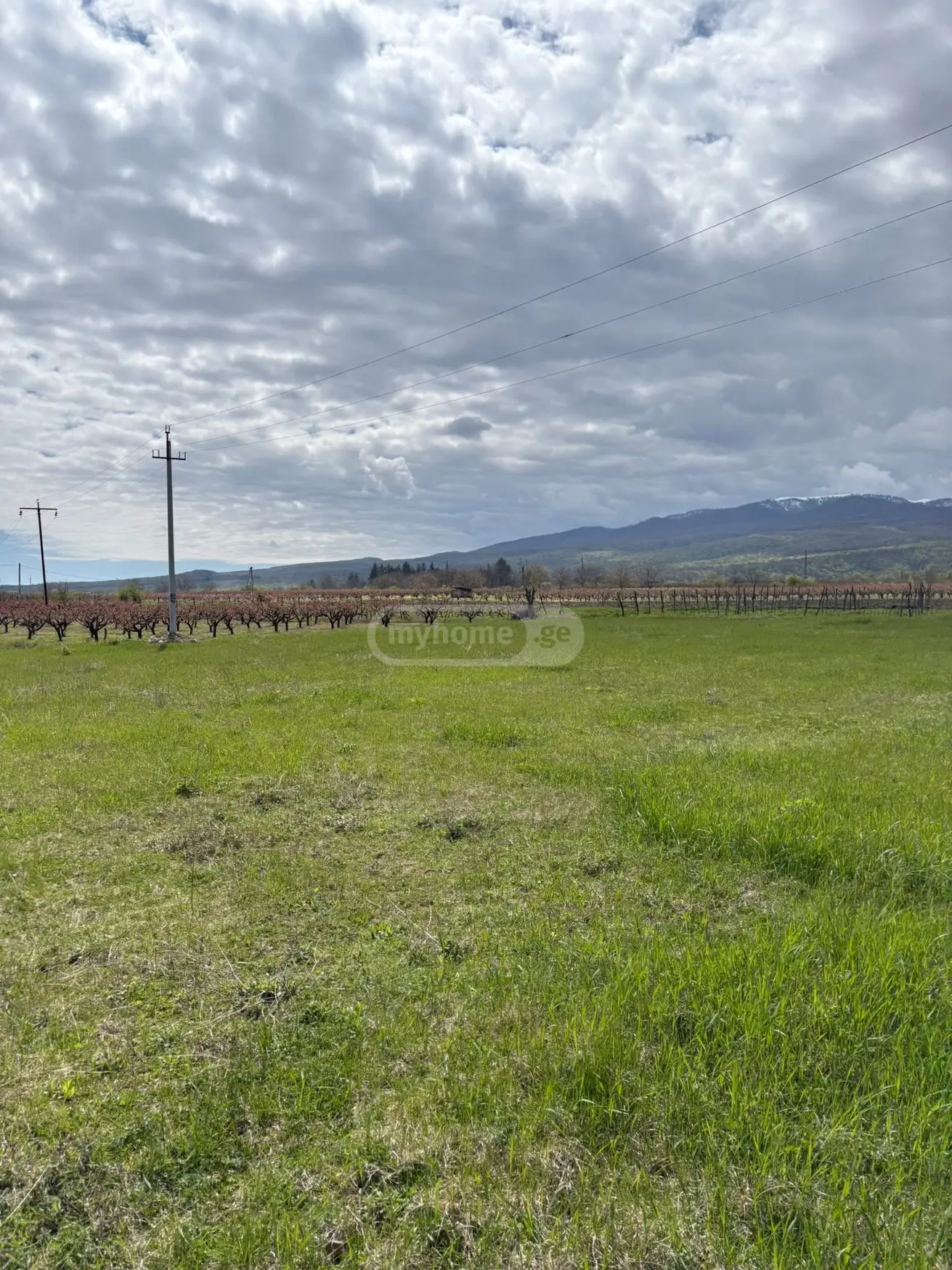 Agricultural Plot For Sale In Ruispiri, In Telavi Municipality view 2