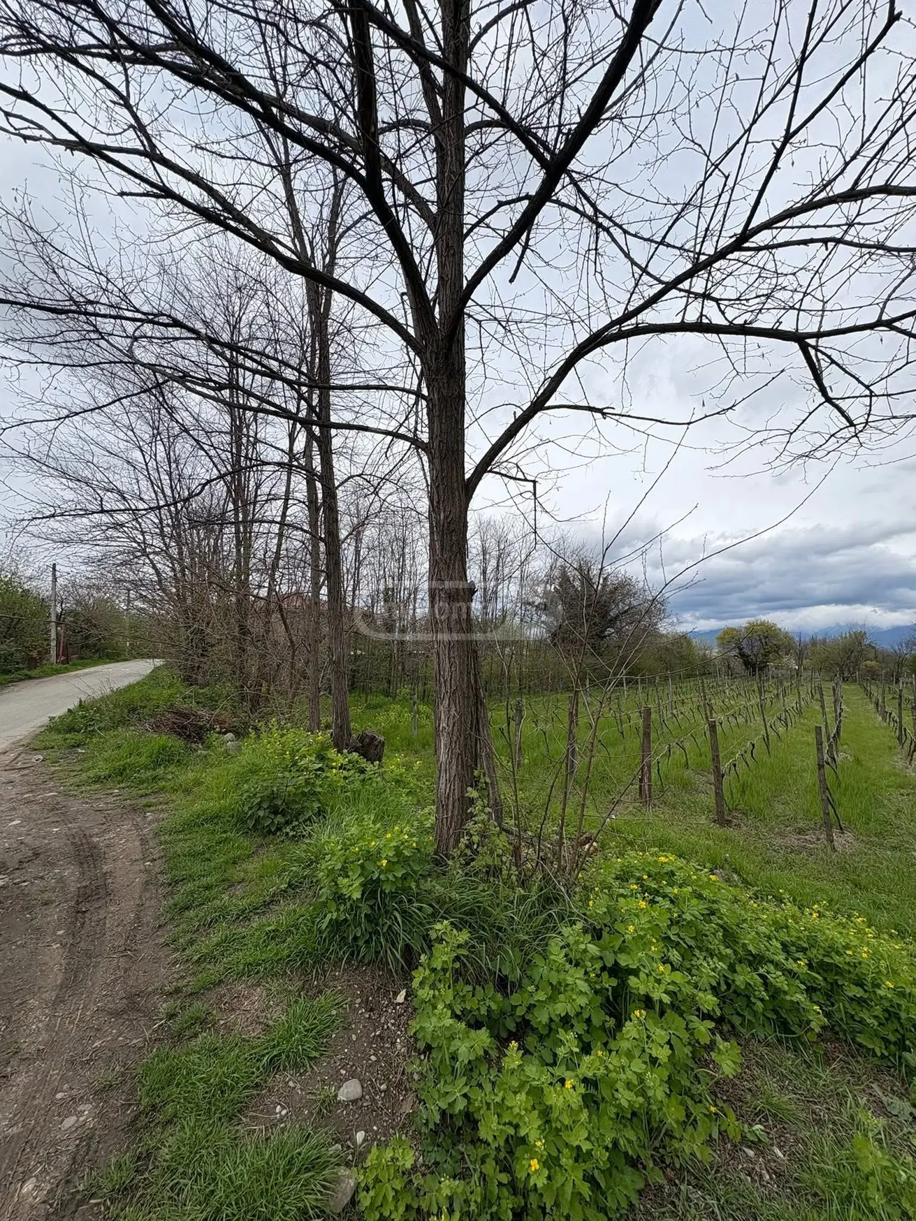 Agricultural Plot For Sale In Ruispiri, In Telavi Municipality view 2
