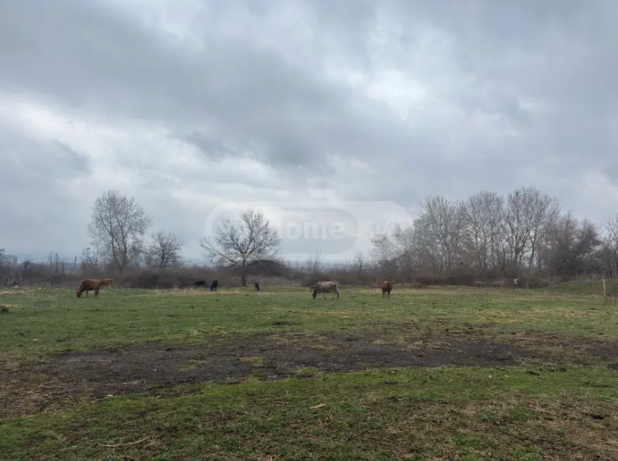 Manufacturing Commercial Area For Sale In Gurjaani (Village), In Gurjaani view 4