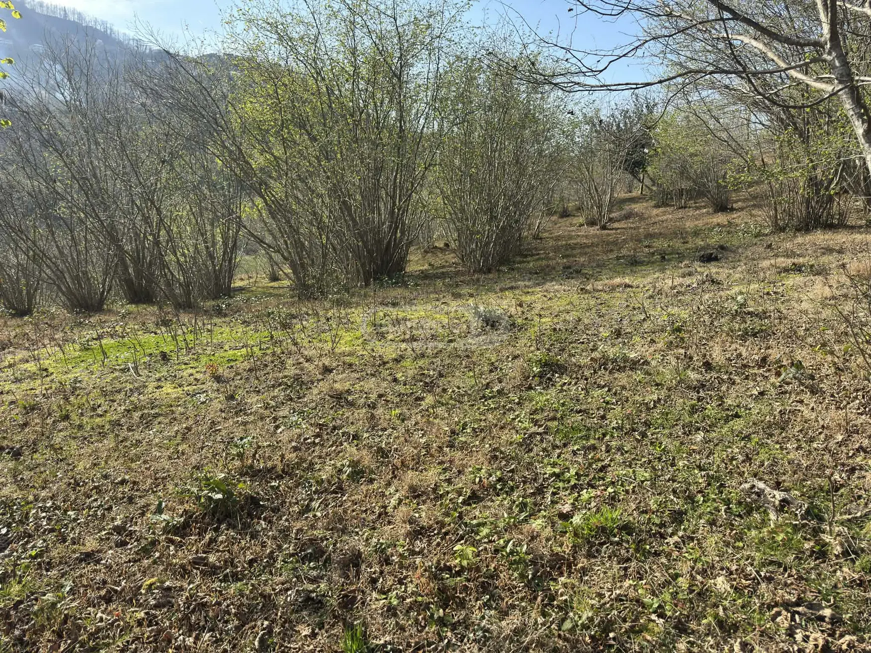 Agricultural Plot For Sale In Tsinsvla, In Khelvachauri Municipality view 7