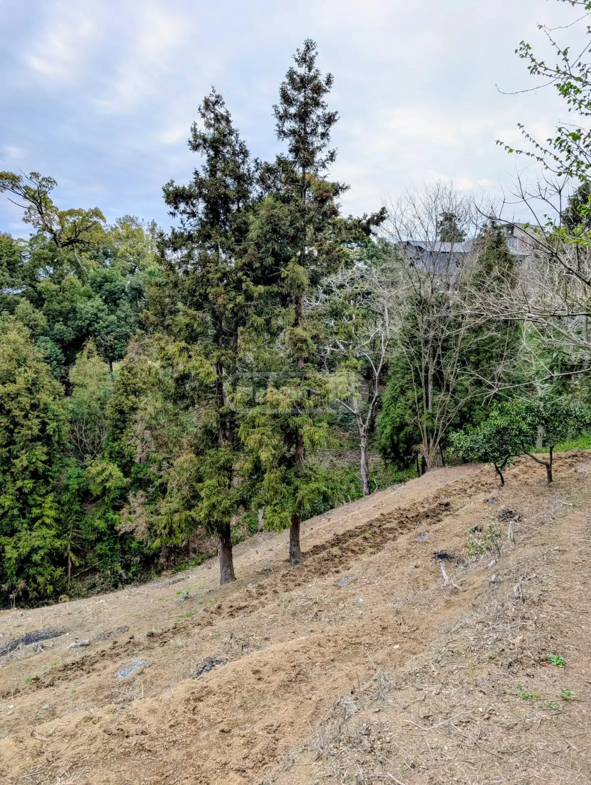 Non-Agricultural Plot For Sale In Batumi view 11