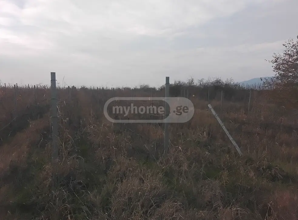 Agricultural Plot For Sale In Sagarejo view 3