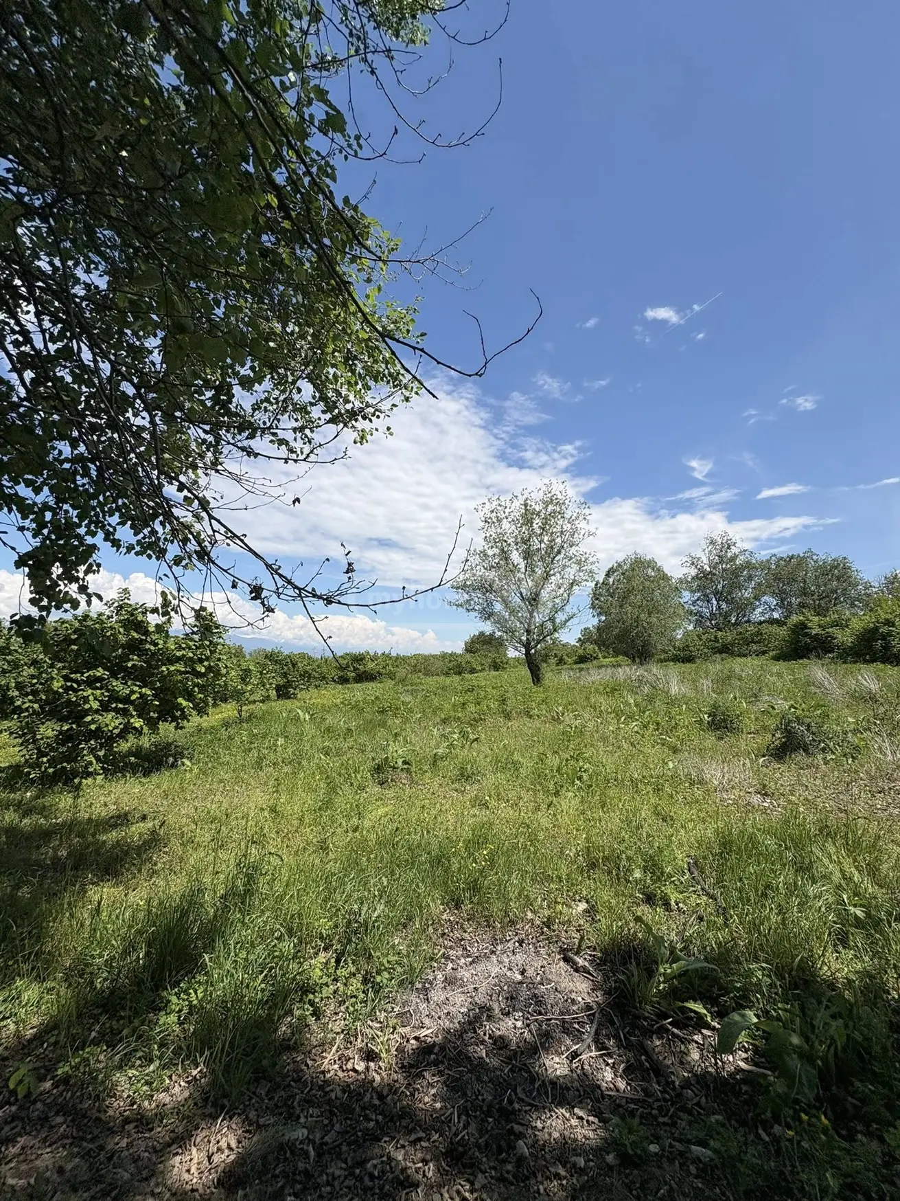 იყიდება Non-Agricultural Plot In Kisiskhevi, In Telavi Municipalityში view 4