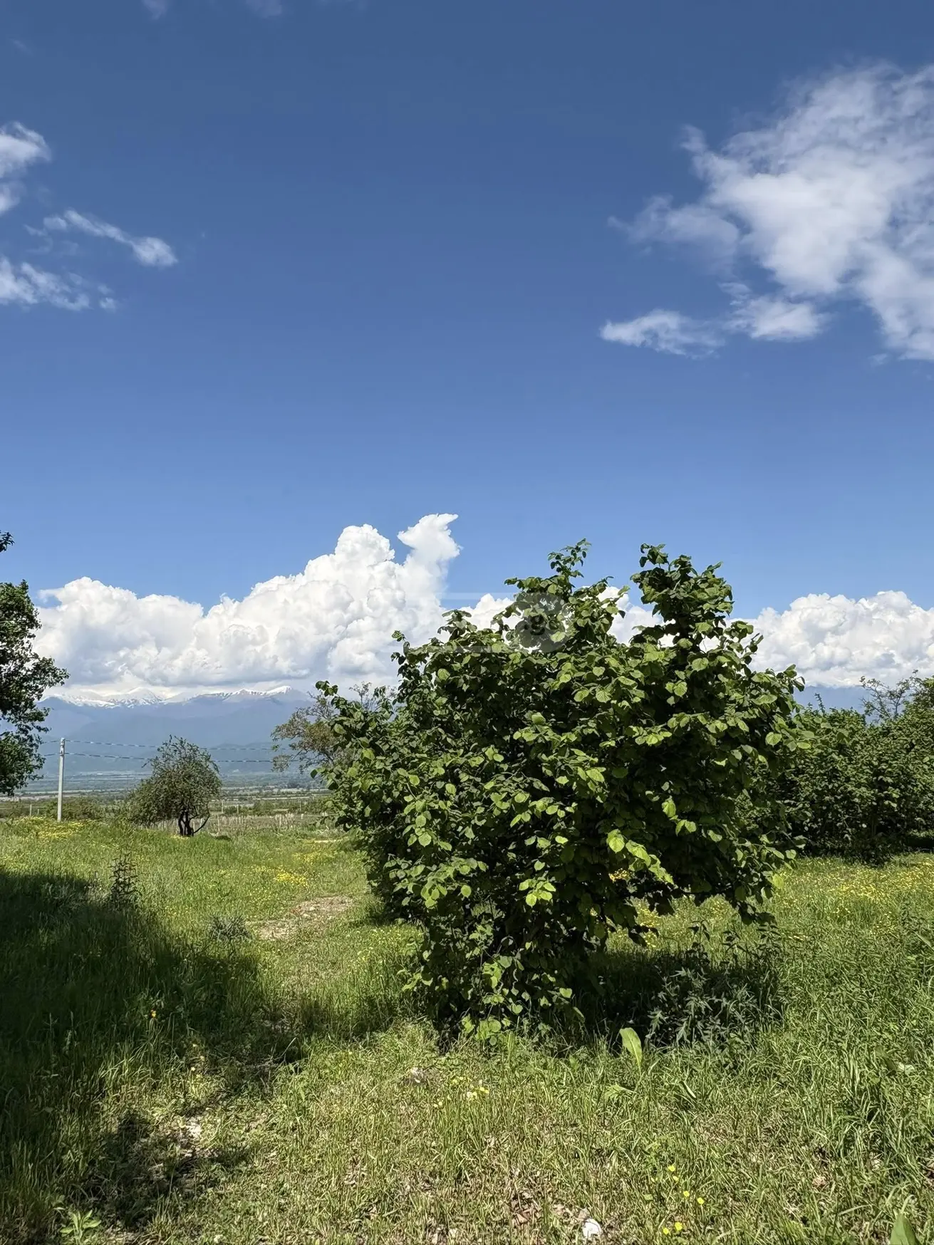 იყიდება Non-Agricultural Plot In Kisiskhevi, In Telavi Municipalityში view 5