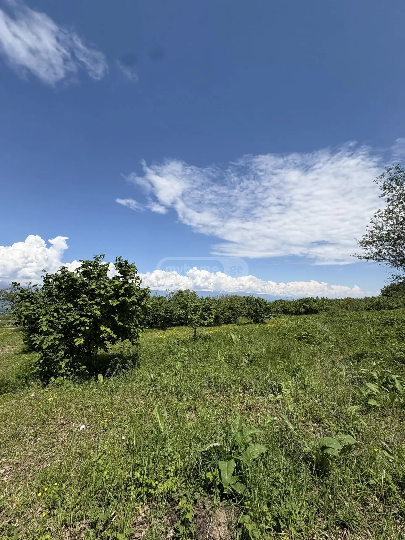 იყიდება Non-Agricultural Plot In Kisiskhevi, In Telavi Municipalityში view 2