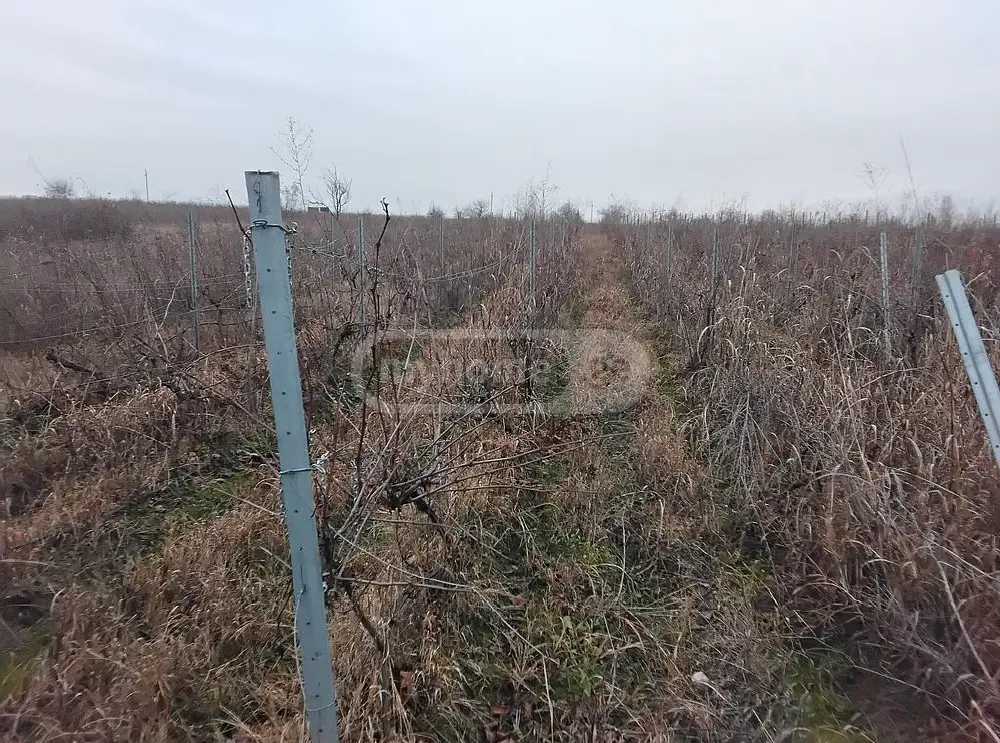Agricultural Plot For Sale In Sagarejo view 2