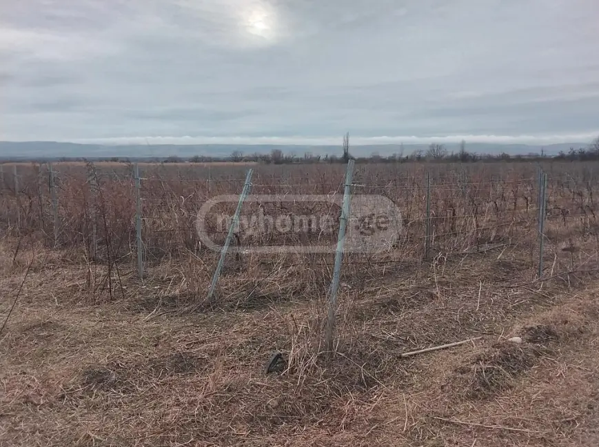 Agricultural Plot For Sale In Sagarejo view 1