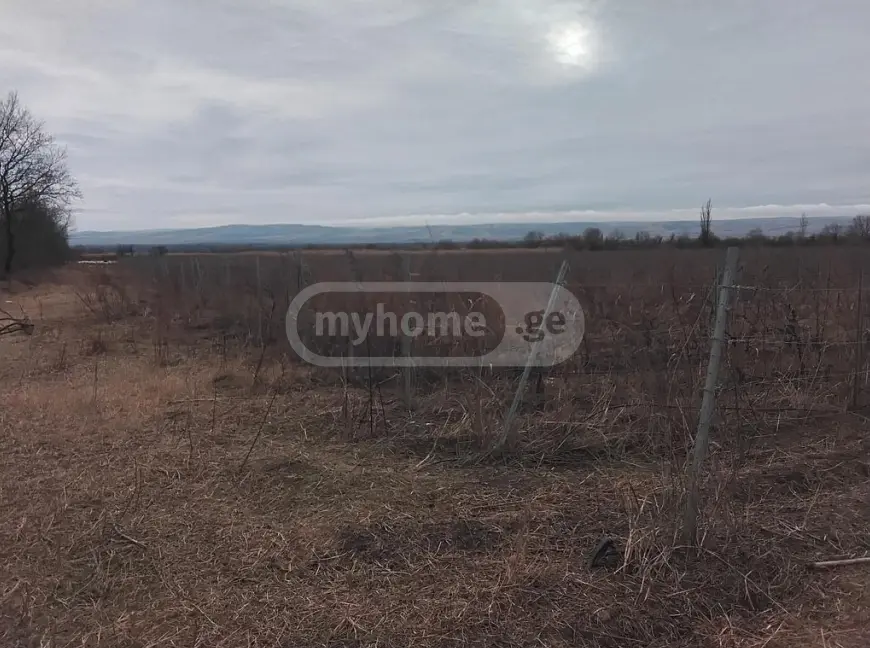 Agricultural Plot For Sale In Sagarejo view 3