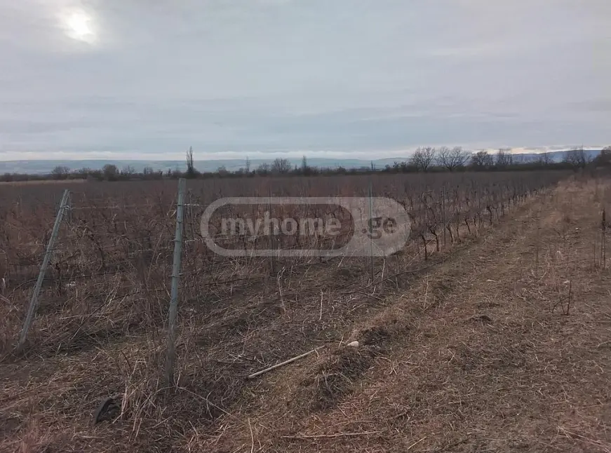 Agricultural Plot For Sale In Sagarejo view 2