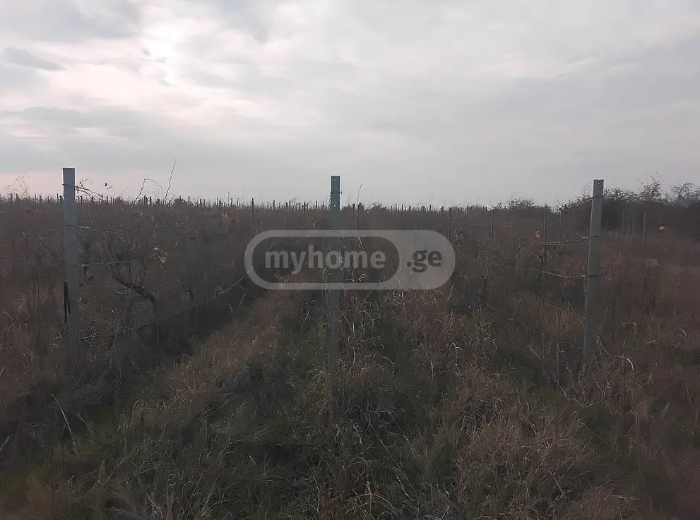 Agricultural Plot For Sale In Sagarejo view 2