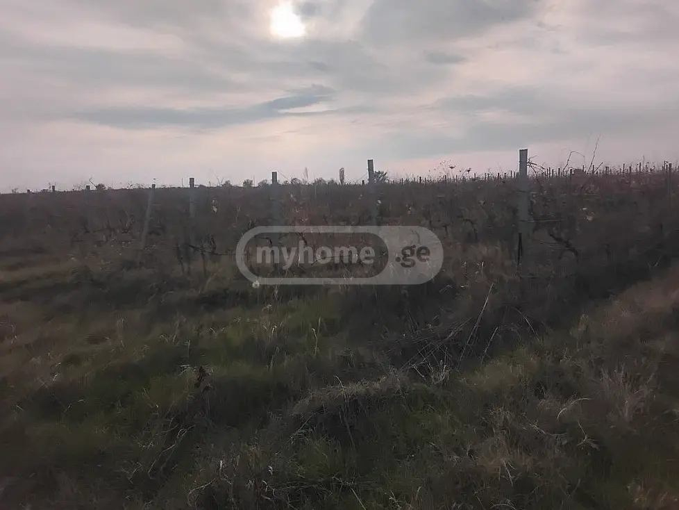 Agricultural Plot For Sale In Sagarejo view 1