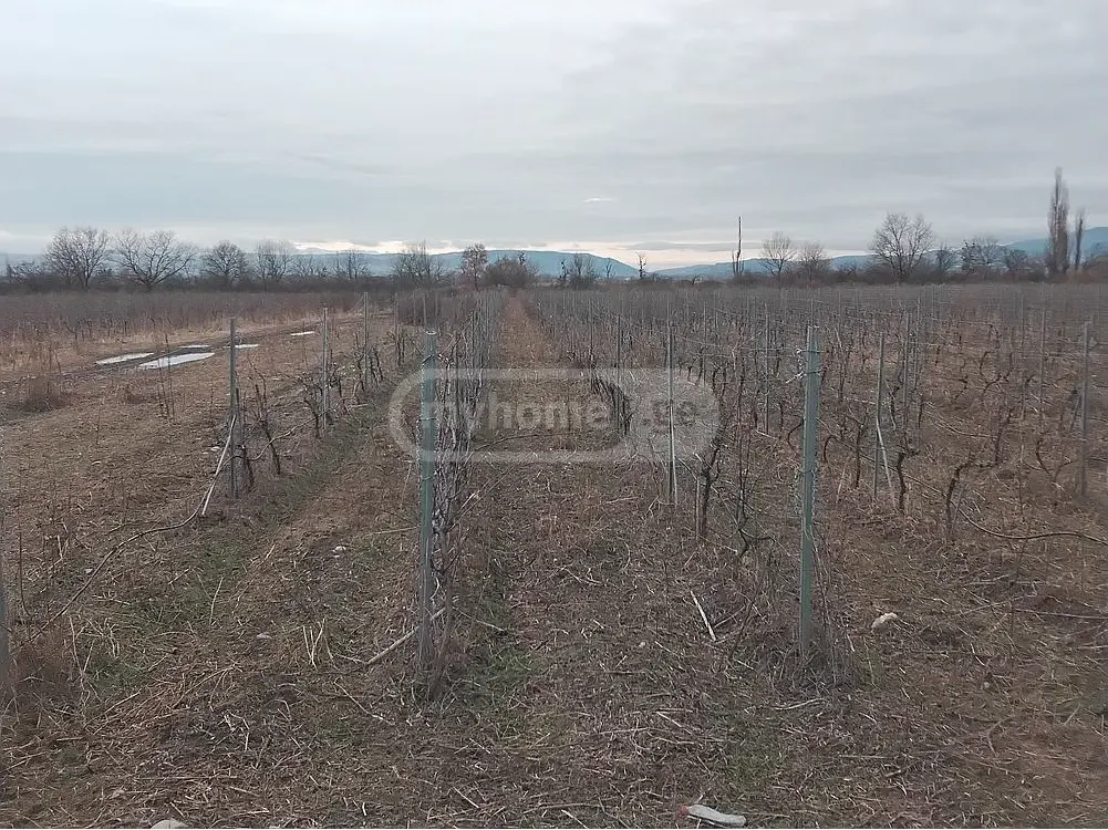 იყიდება Agricultural Plot In Sagarejoში view 2
