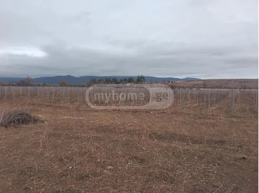 Agricultural Plot For Sale In Sagarejo view 2