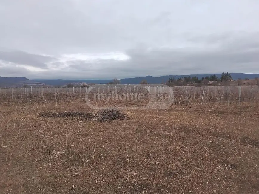 Agricultural Plot For Sale In Sagarejo view 1