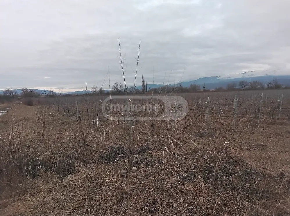 იყიდება Agricultural Plot In Sagarejoში view 1