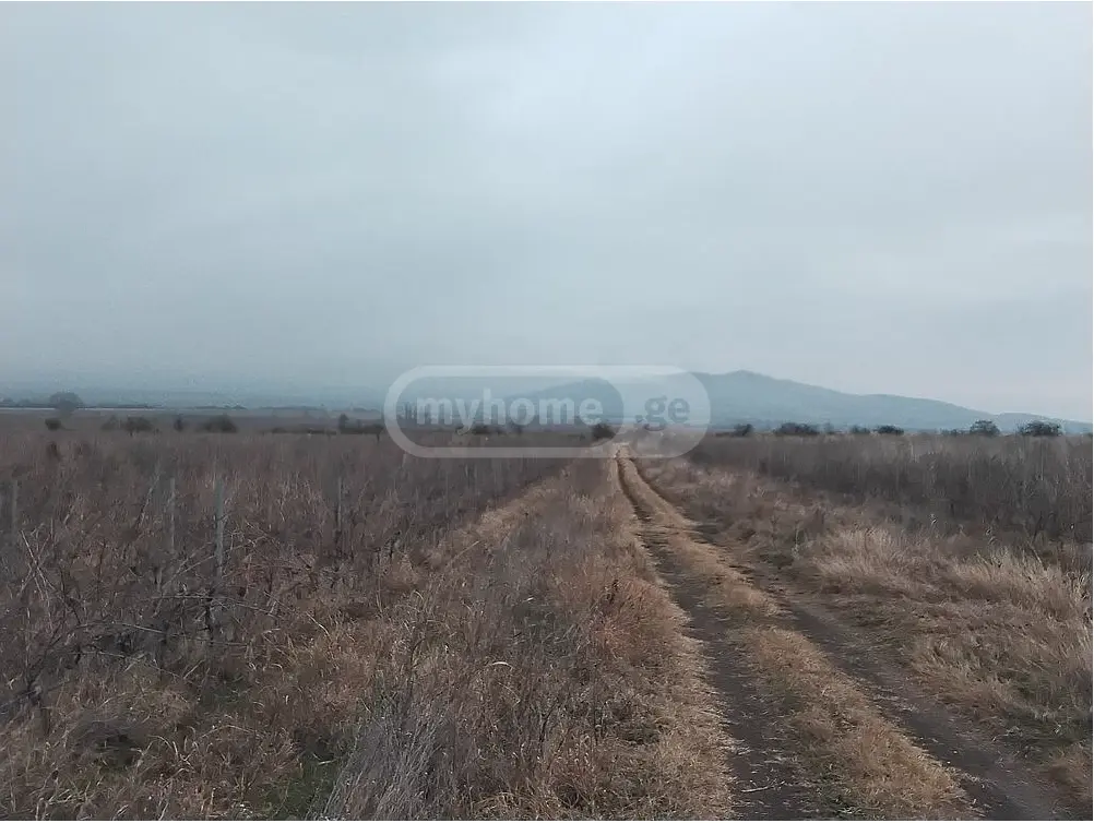 Agricultural Plot For Sale In Sagarejo view 2