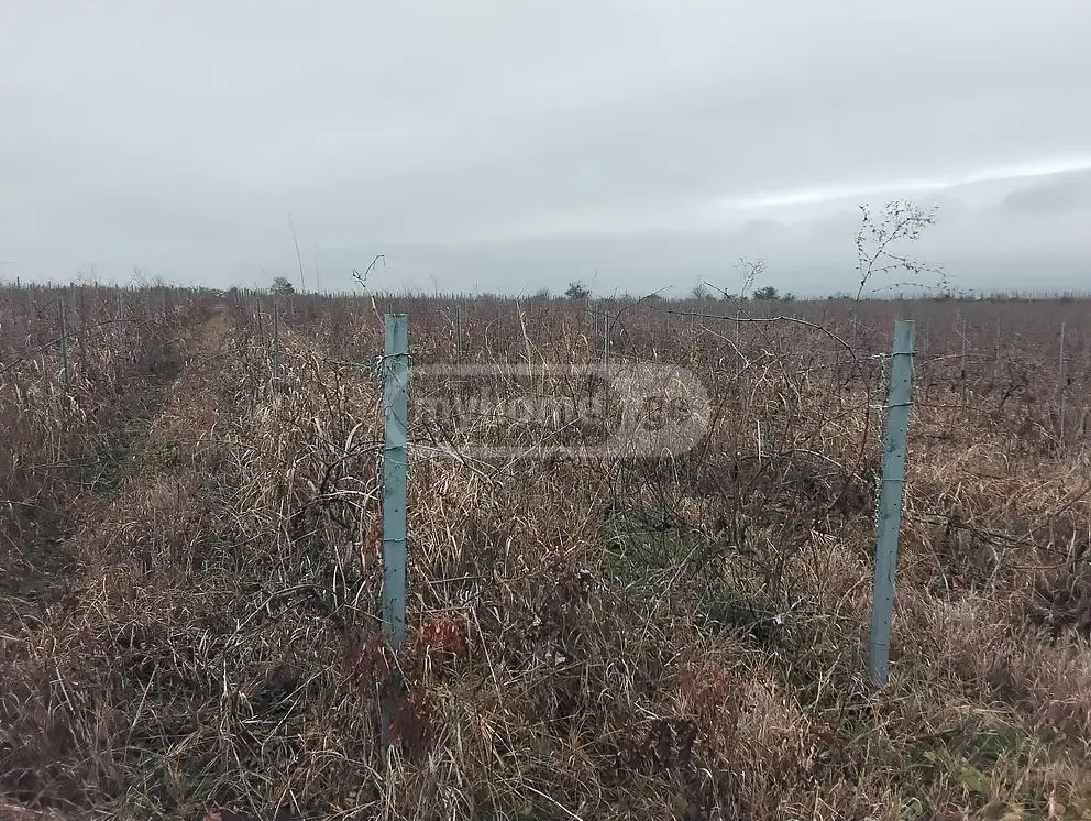 იყიდება Agricultural Plot In Sagarejoში view 2