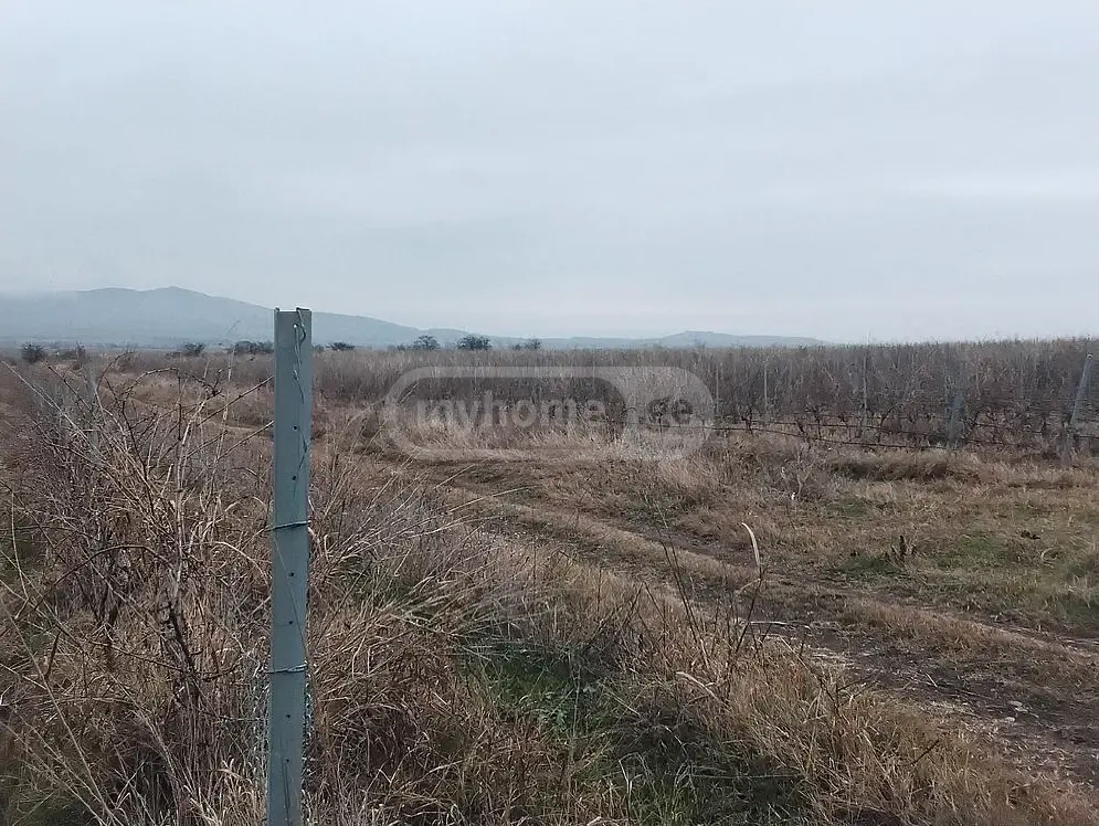 Agricultural Plot For Sale In Sagarejo view 1