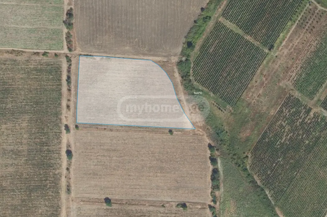 Agricultural Plot For Sale In Sagarejo view 4