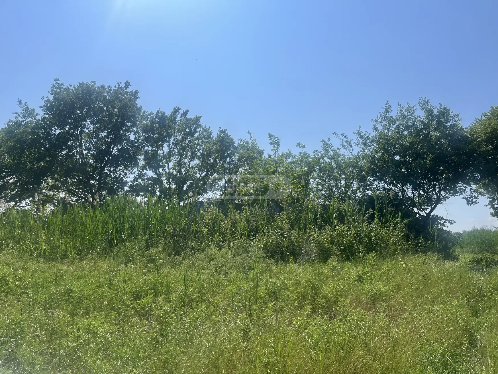 Agricultural Plot For Sale In Sagarejo view 4