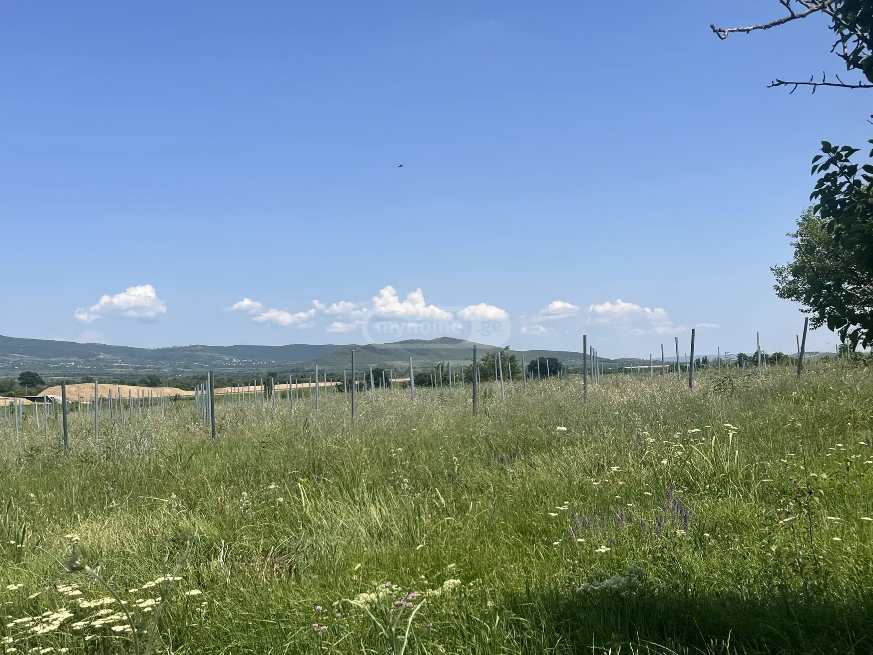 Agricultural Plot For Sale In Sagarejo view 3