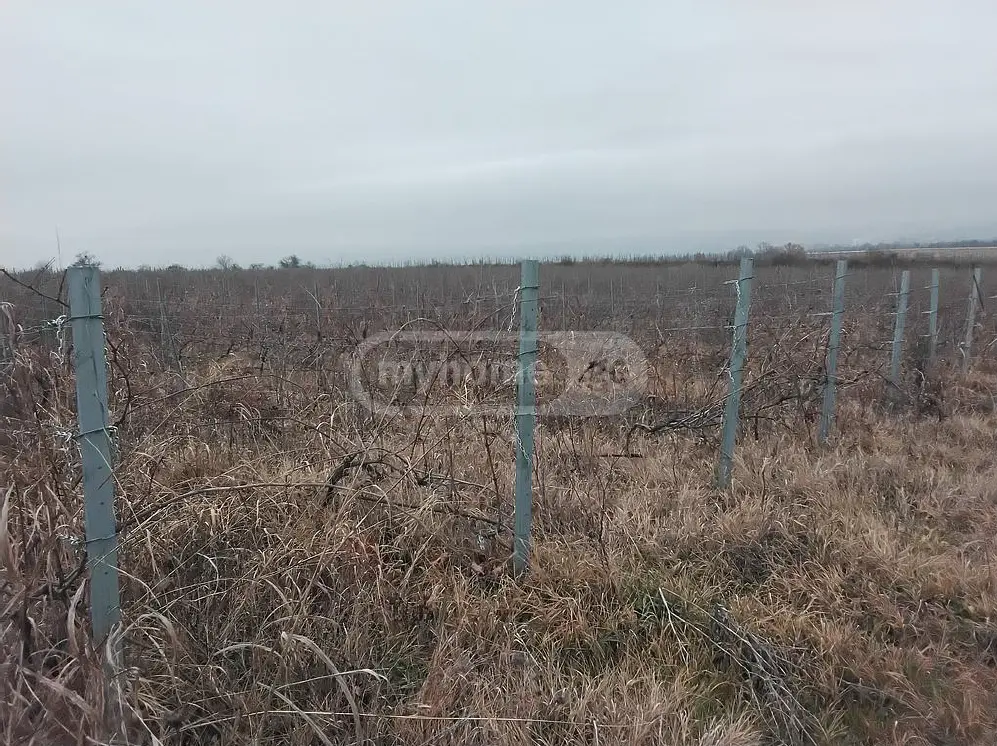 იყიდება Agricultural Plot In Sagarejoში view 1