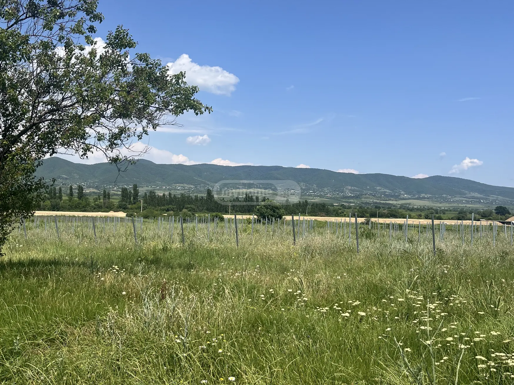 Agricultural Plot For Sale In Sagarejo view 1