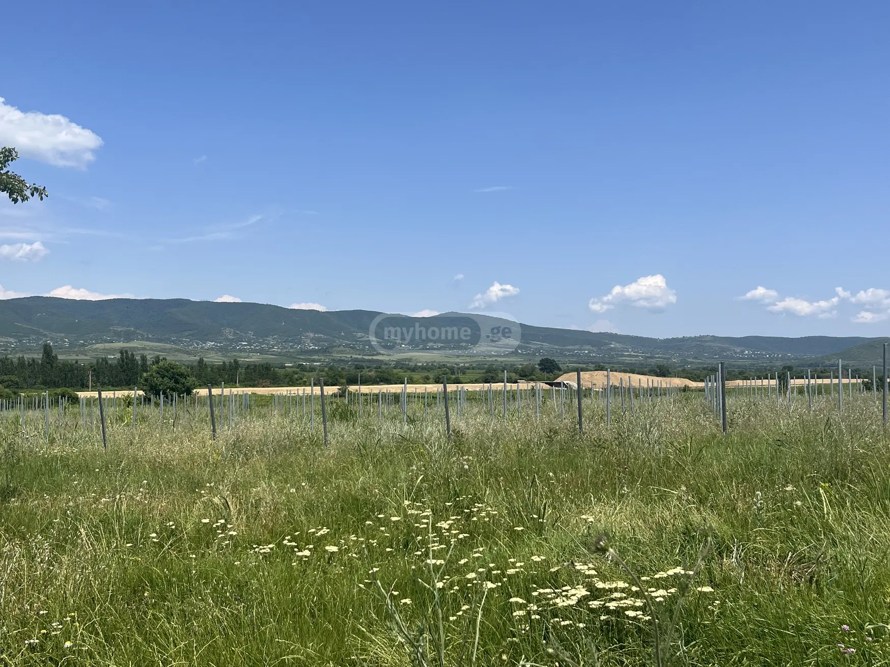 Agricultural Plot For Sale In Sagarejo view 2