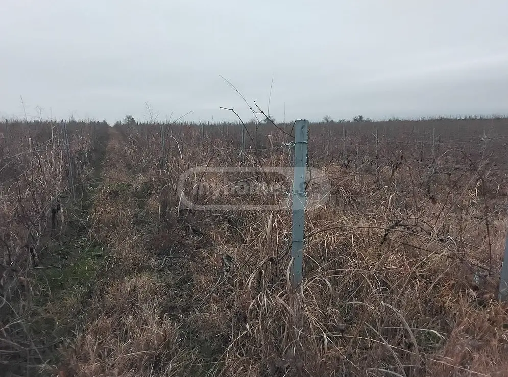 იყიდება Agricultural Plot In Sagarejoში view 2