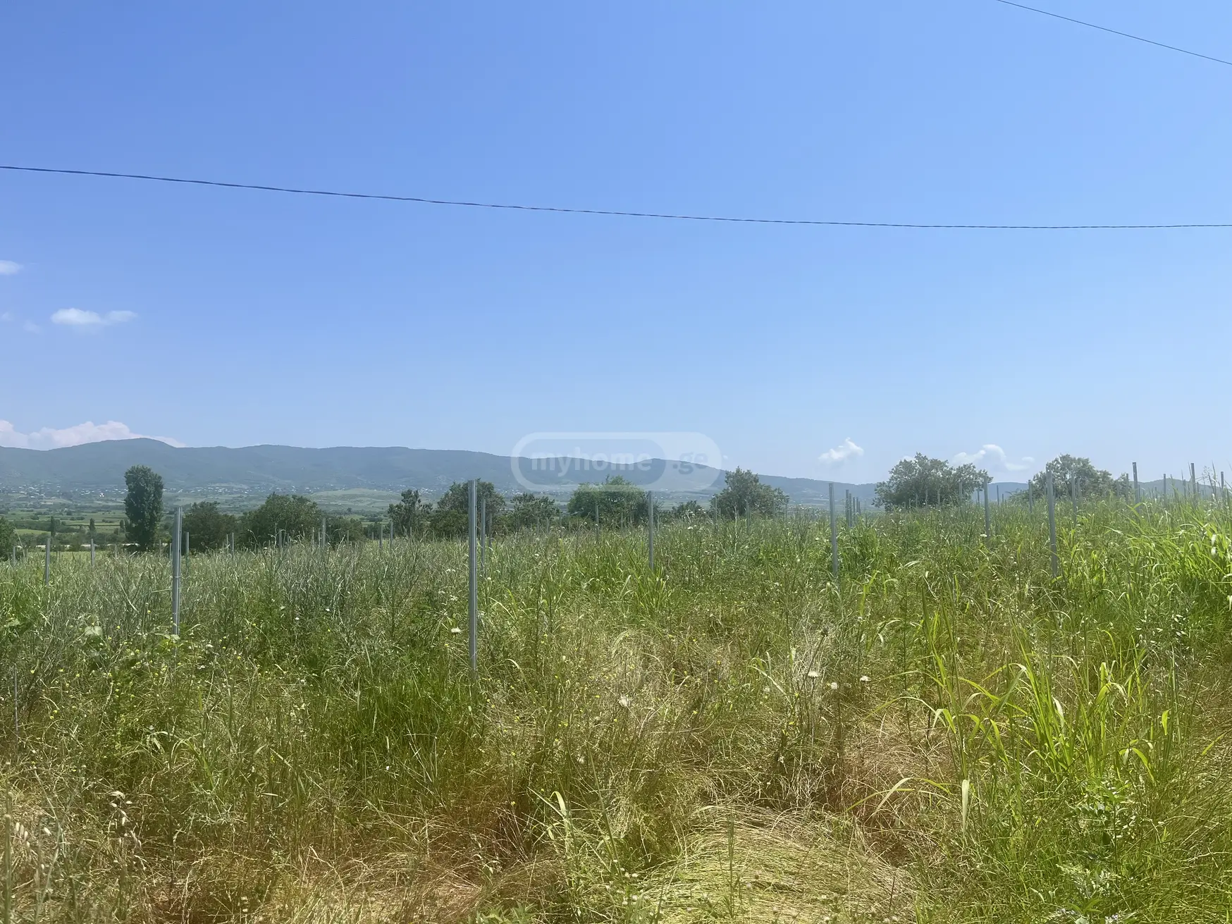 Agricultural Plot For Sale In Sagarejo view 4
