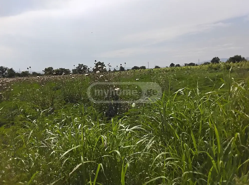 Agricultural Plot For Sale In Sagarejo view 4