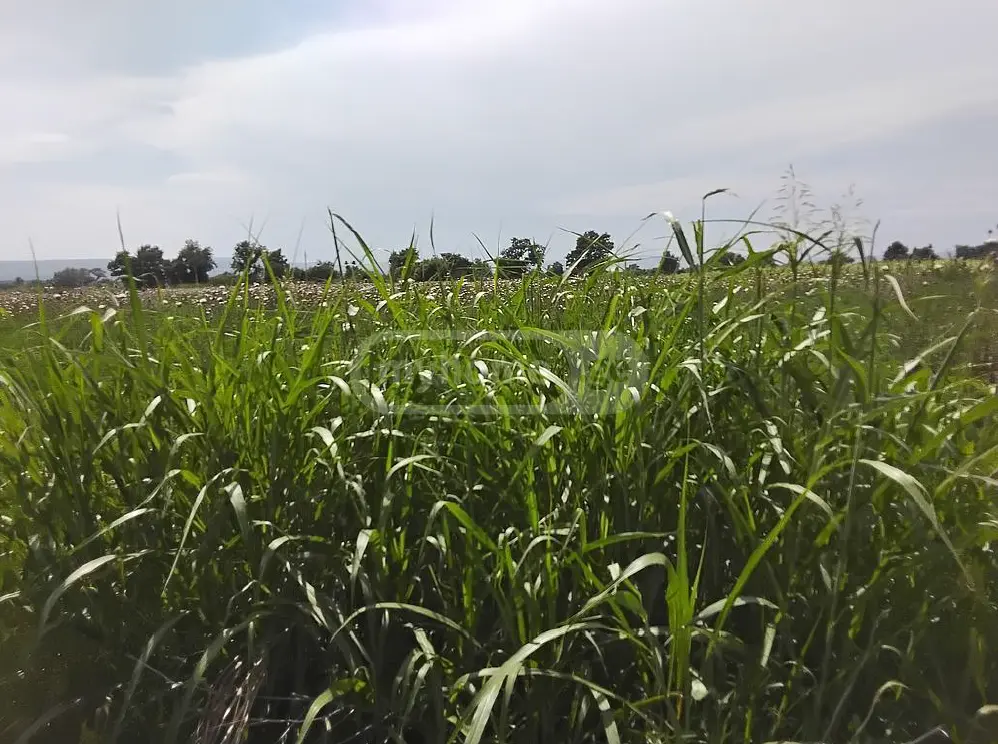 Agricultural Plot For Sale In Sagarejo view 3