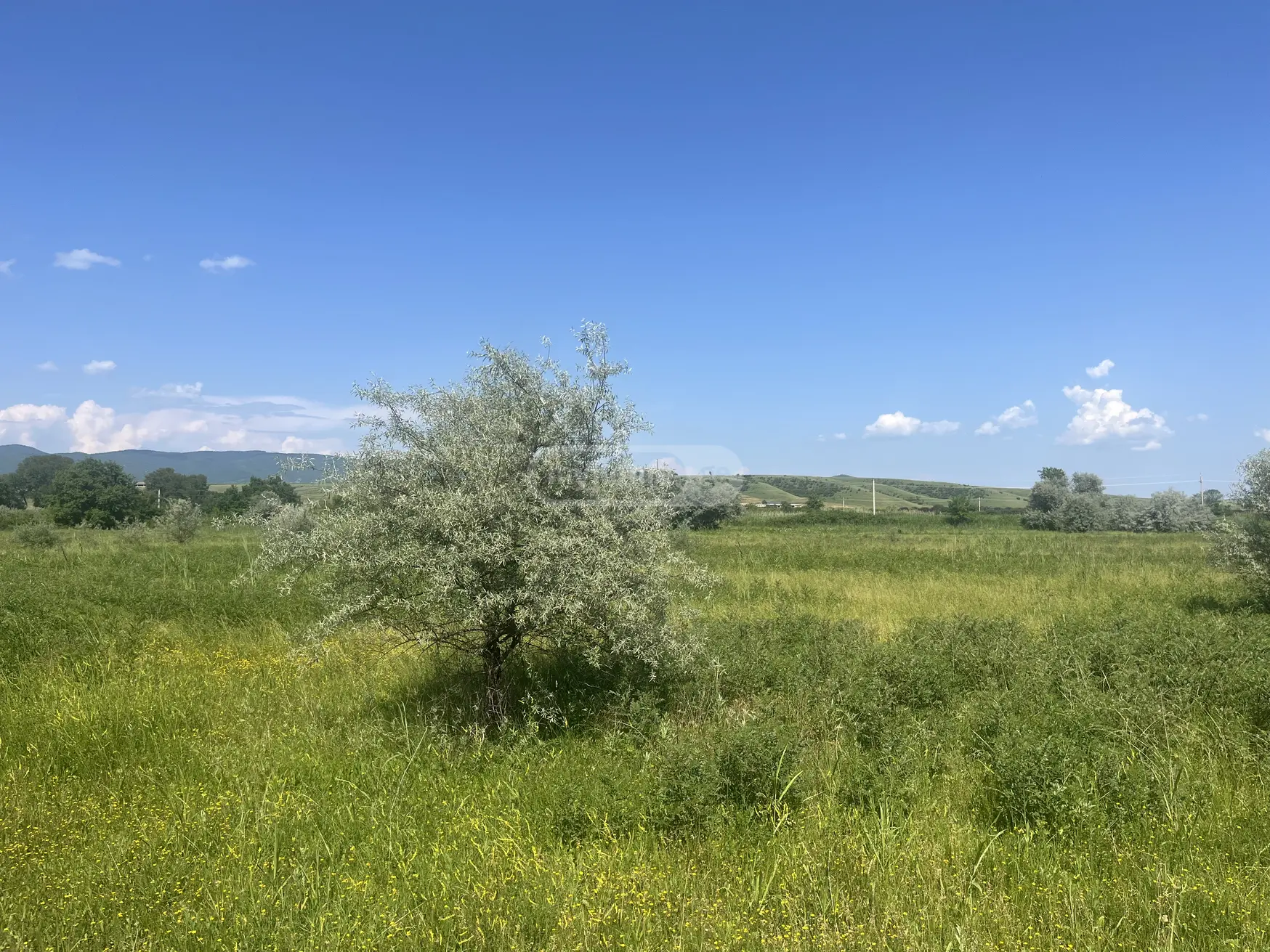 Agricultural Plot For Sale In Sagarejo view 2
