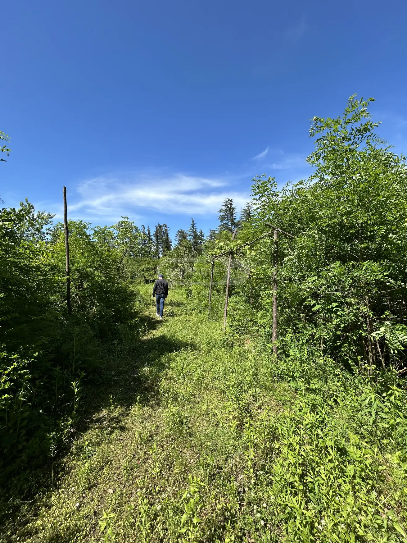Agricultural Plot For Sale In Khomuli, In Tskaltubo Municipality view 4
