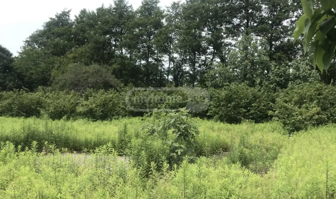 Non-Agricultural Plot For Sale In Anaklia, In Zugdidi Municipality view 11