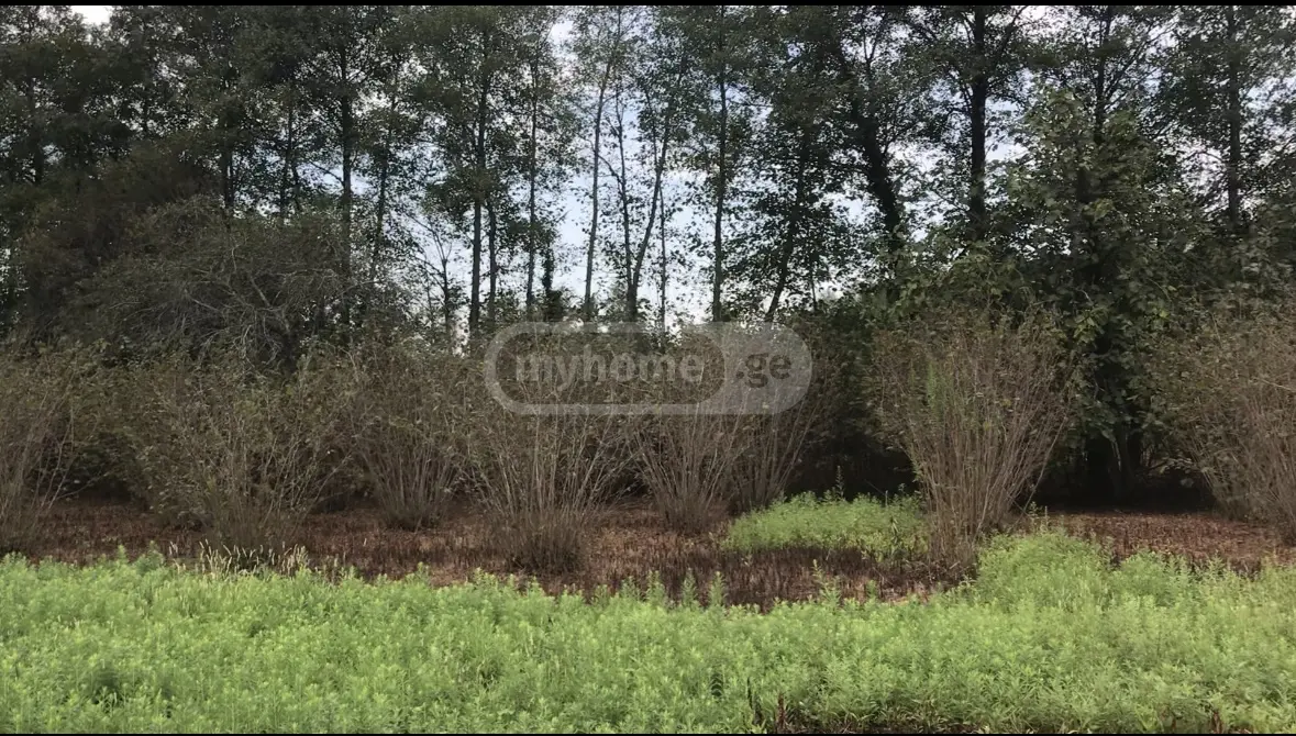 Non-Agricultural Plot For Sale In Anaklia, In Zugdidi Municipality view 2