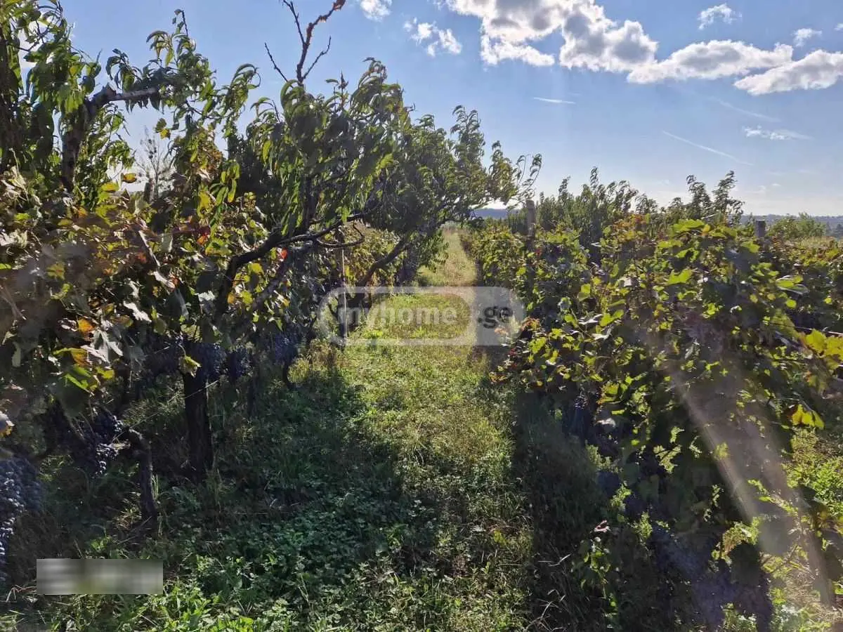 იყიდება Agricultural Plot In Khashmi, In Sagarejo Municipalityში view 9