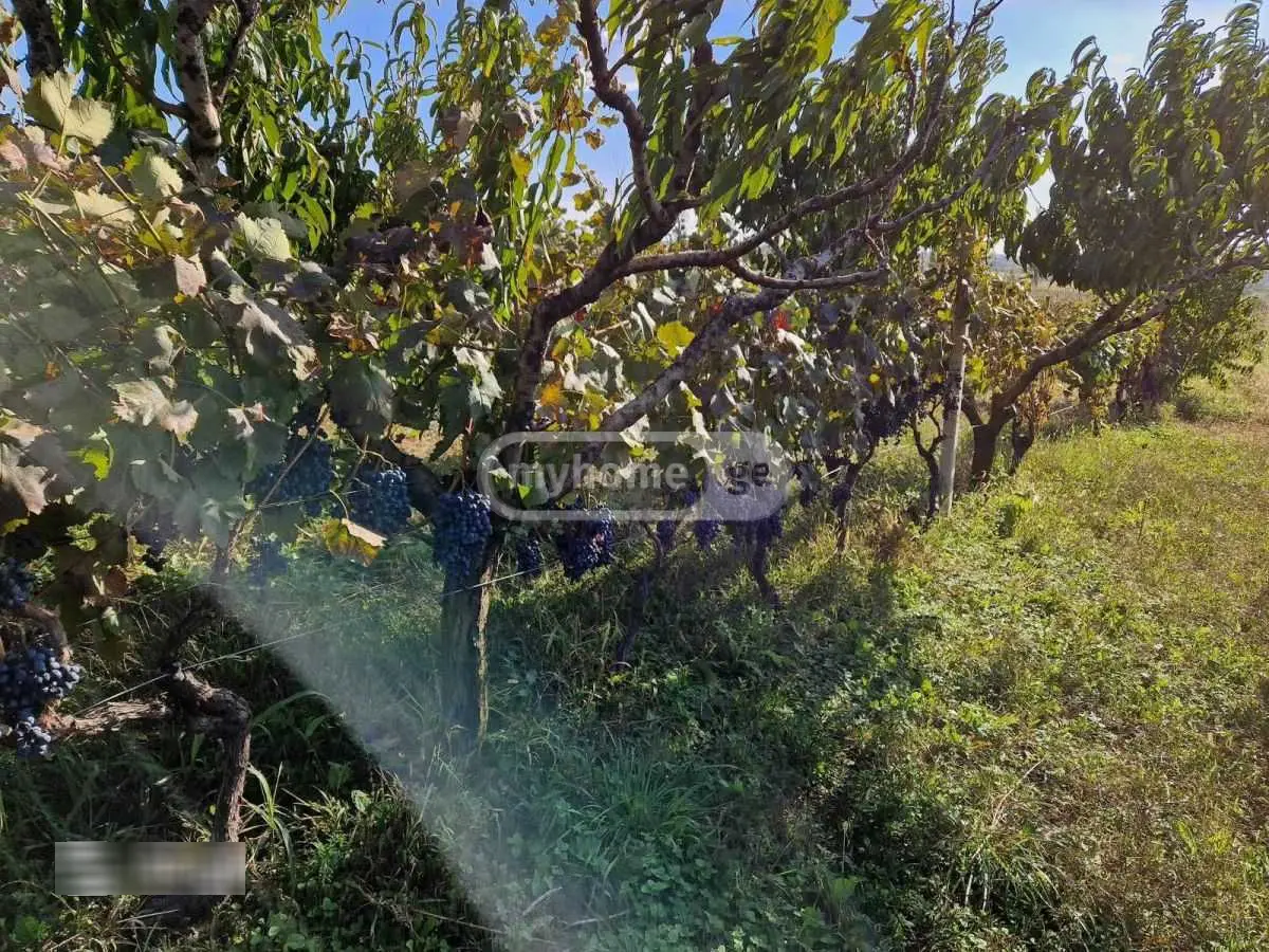 იყიდება Agricultural Plot In Khashmi, In Sagarejo Municipalityში view 8