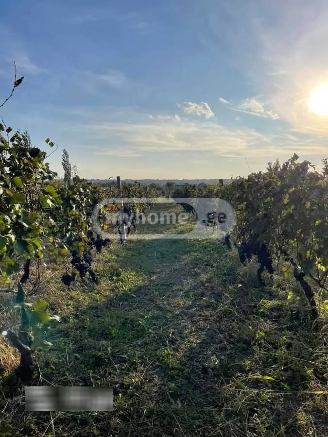 იყიდება Agricultural Plot In Khashmi, In Sagarejo Municipalityში view 7